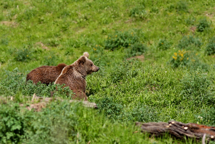 http://www.greathimalayannationalpark.com/wp-content/uploads/2012/09/Biodiversity_Himalayan_Brown_Bear700.jpg