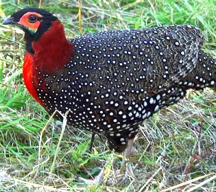 Western Tragopan (Male), State Bird of HP